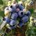 蓝莓树苗蓝莓苗盆栽地栽全国适应种植果树苗