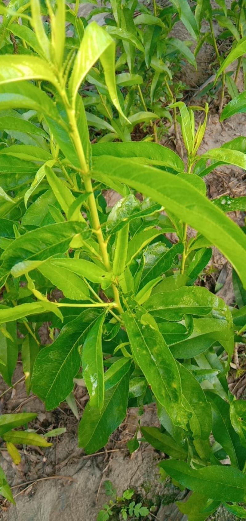 油蟠桃九号树苗，油蟠桃七号树苗，油蟠桃7-7树苗，油蟠桃