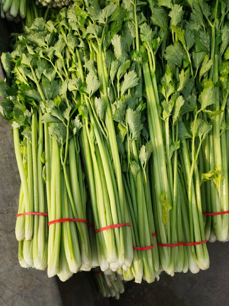 山东省沂水优质细棵芹菜，大量批发，保质保量，价格公开。