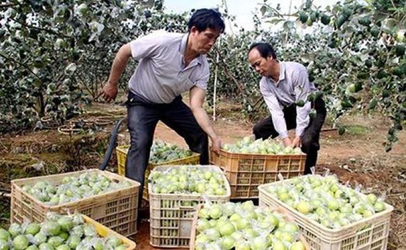 青枣云南青枣基地直供，质量好价格优，大量现货欢迎订购