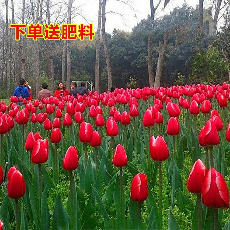 进口郁金香种球四季易活阳台盆栽花卉花种籽子室外多年生耐寒