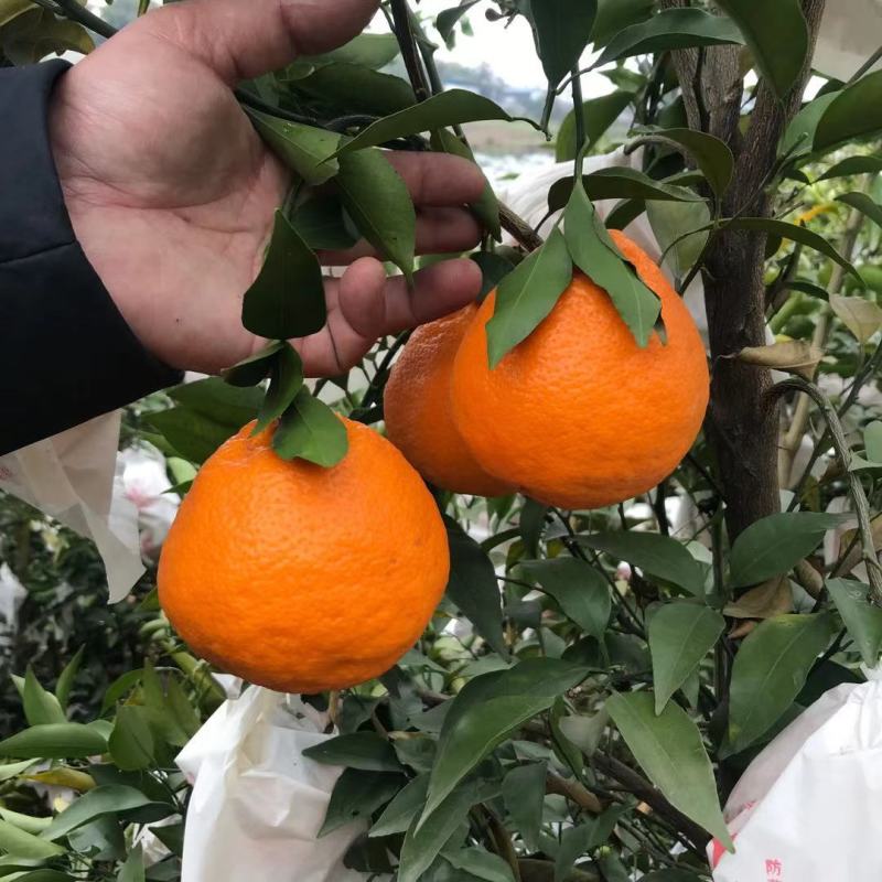 耙耙柑又名春见，现在大量定货中，12月大量上市囗惑纯甜品