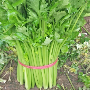 精品优质西芹，大棚西芹，美国西芹产地直供，直供全国各地。