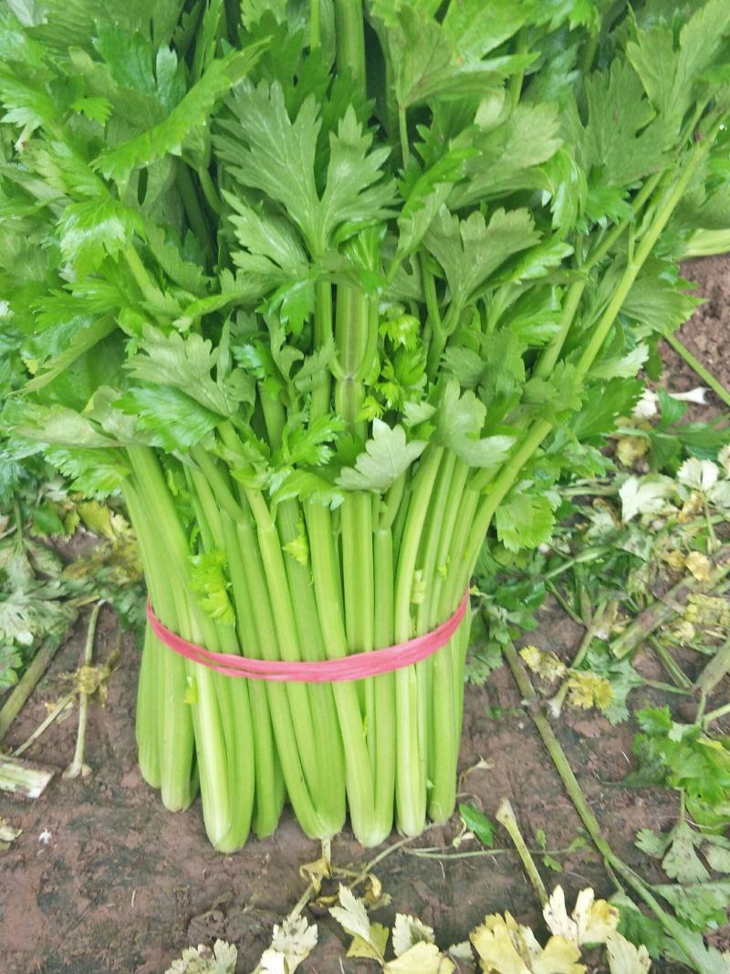 精品优质西芹，大棚西芹，美国西芹产地直供，直供全国各地。