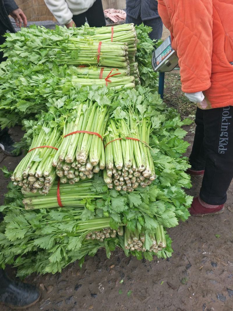 精品优质西芹，大棚西芹，美国西芹产地直供，直供全国各地。