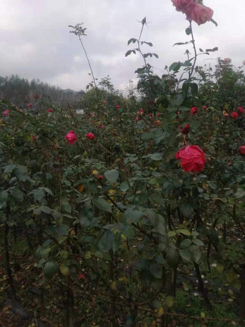 自接树状月季用于公园，绿化，公路边，自己苗圃