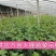 大棚蔬菜黄瓜西红柿辣椒吊绳吊蔓绳吊秧绳熟料塑料绳子抗氧化