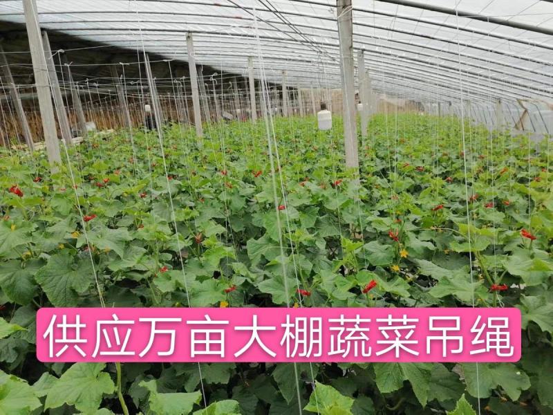 大棚蔬菜黄瓜西红柿辣椒吊绳吊蔓绳吊秧绳熟料塑料绳子抗氧化
