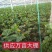 大棚蔬菜黄瓜西红柿辣椒吊绳吊蔓绳吊秧绳熟料塑料绳子抗氧化