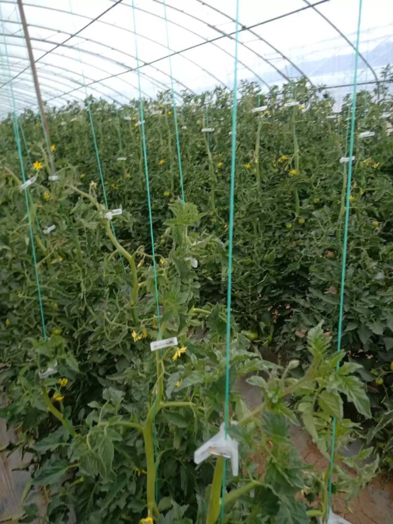 农用吊蔓绳吊秧绳辣椒西红柿黄瓜吊绳吊线抗氧化长度支持定做