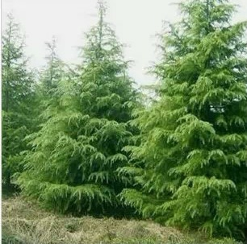 北方雪松树苗雪松小苗松树绿化树苗北方种植雪松树苗