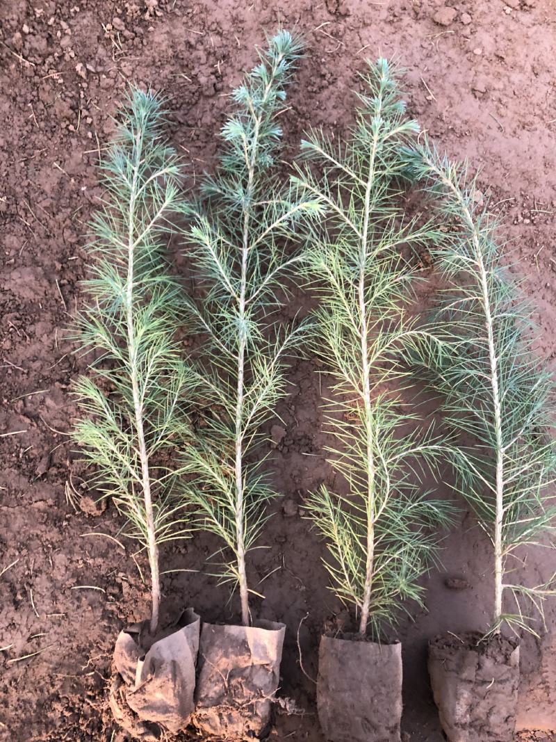 北方雪松树苗雪松小苗松树绿化树苗北方种植雪松树苗