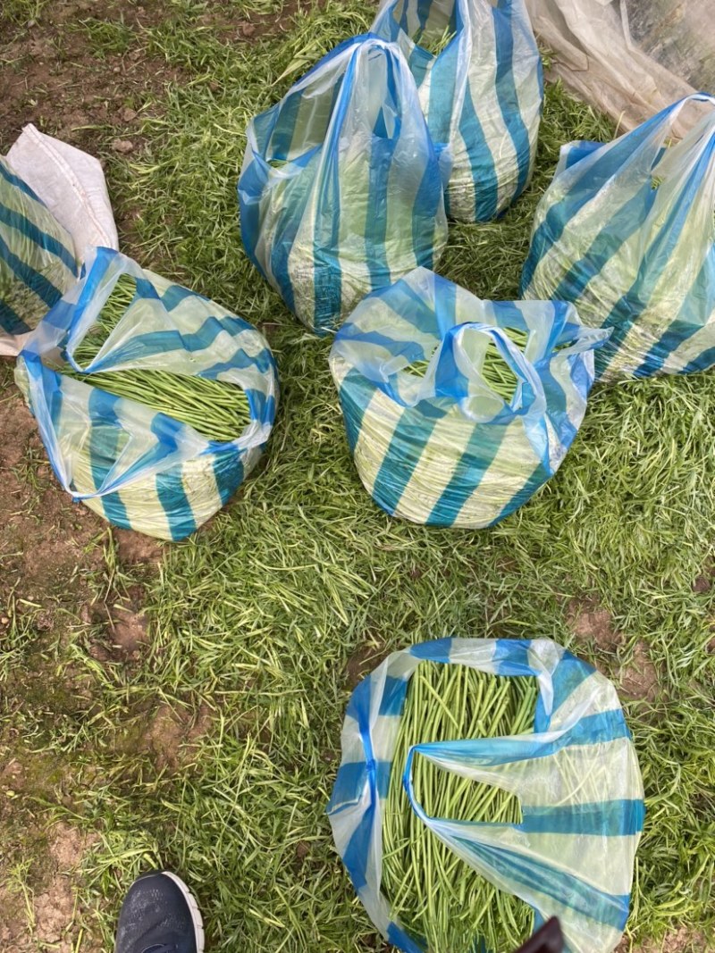 江桥芦蒿基地芦蒿青蒿蔬菜