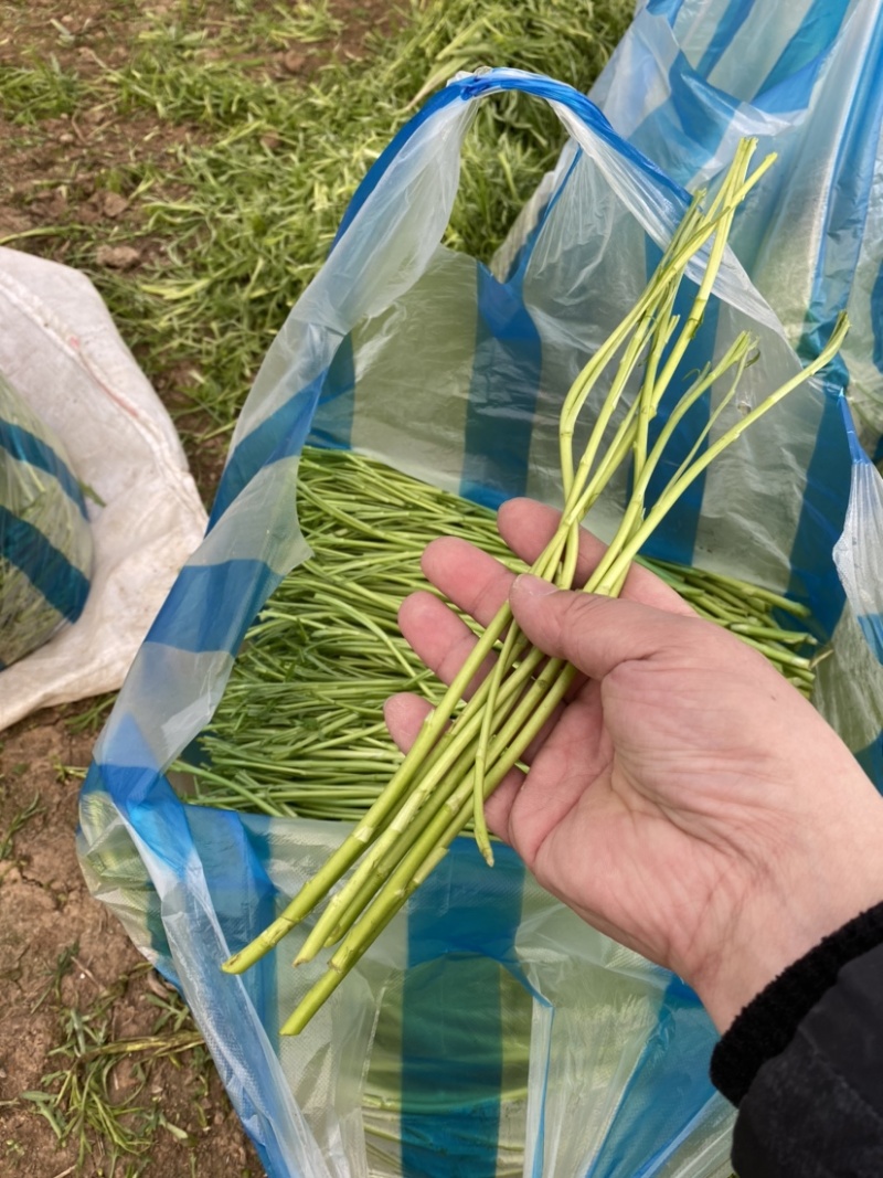 江桥芦蒿基地芦蒿青蒿蔬菜