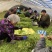 江桥芦蒿基地芦蒿青蒿蔬菜
