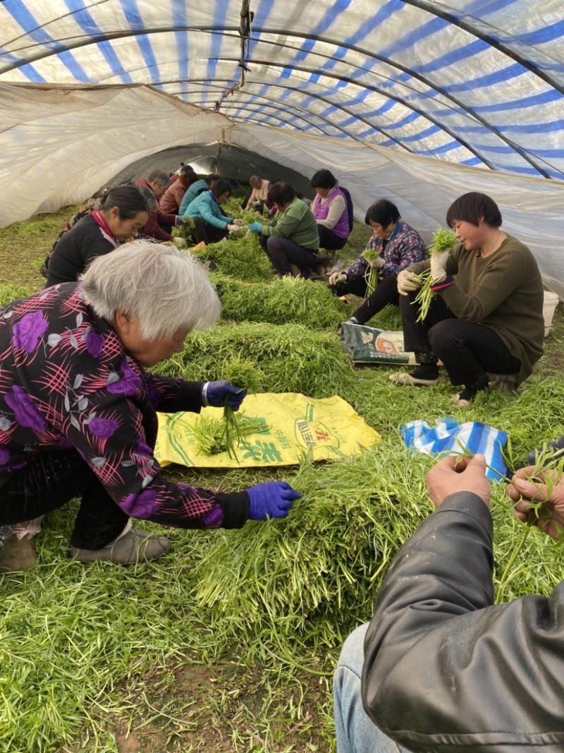 江桥芦蒿基地芦蒿青蒿蔬菜