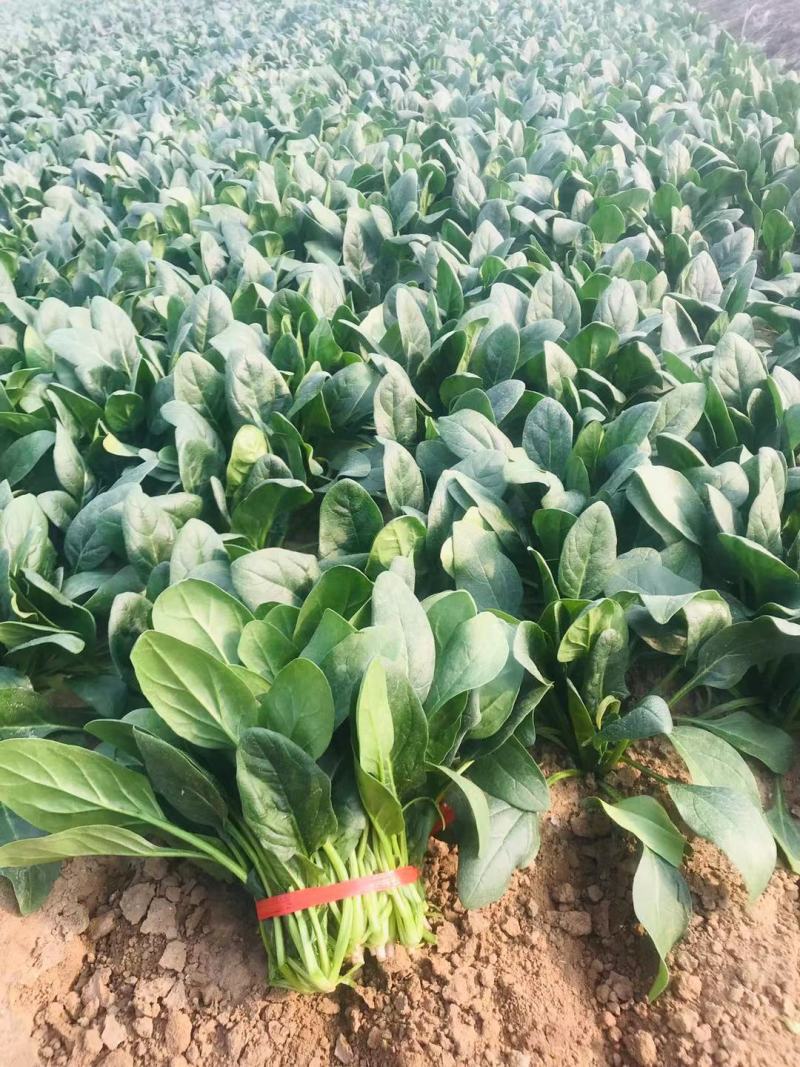 菠菜，精品小菠菜，山东潍坊菠菜，大叶菠菜，火锅小菠菜