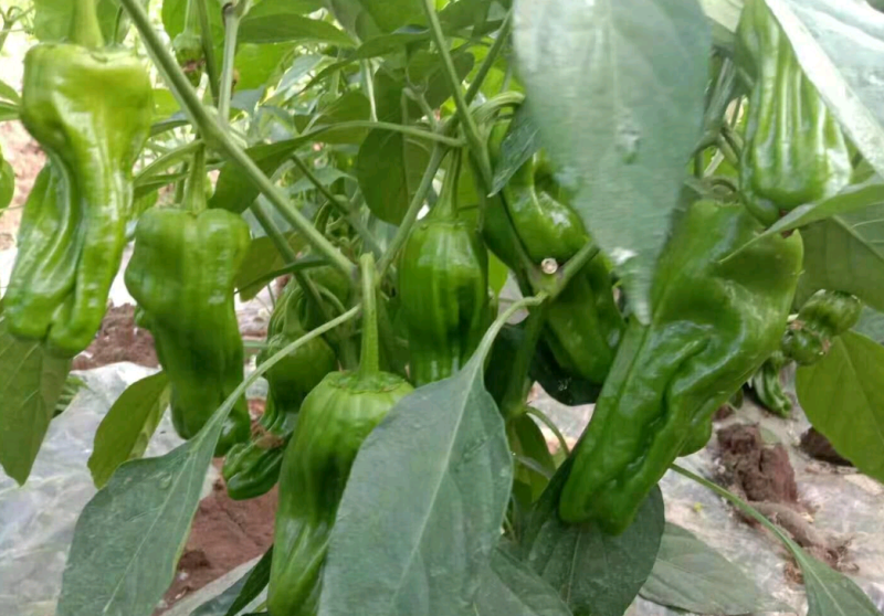 薄皮菜辣椒苗，散苗，穴盘苗基地直供【抗病强，产量高】
