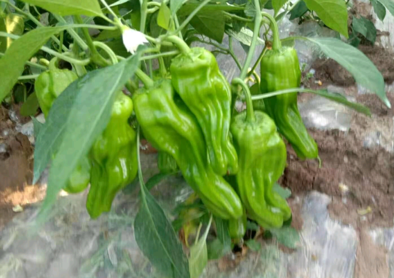 薄皮菜辣椒苗，散苗，穴盘苗基地直供【抗病强，产量高】
