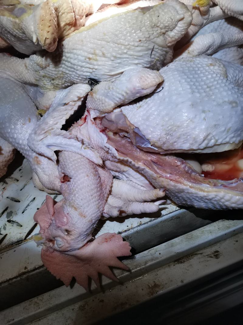 红玉白条鸡，批发零售。物美价廉，真材实料。可送货上门