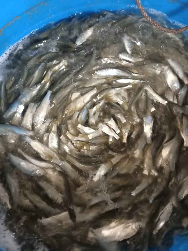 黄尾苗出售！质量好，规格好！