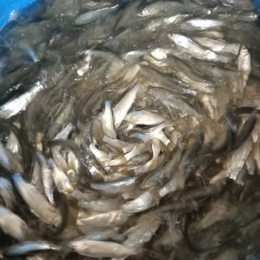 黄尾苗出售！质量好，规格好！
