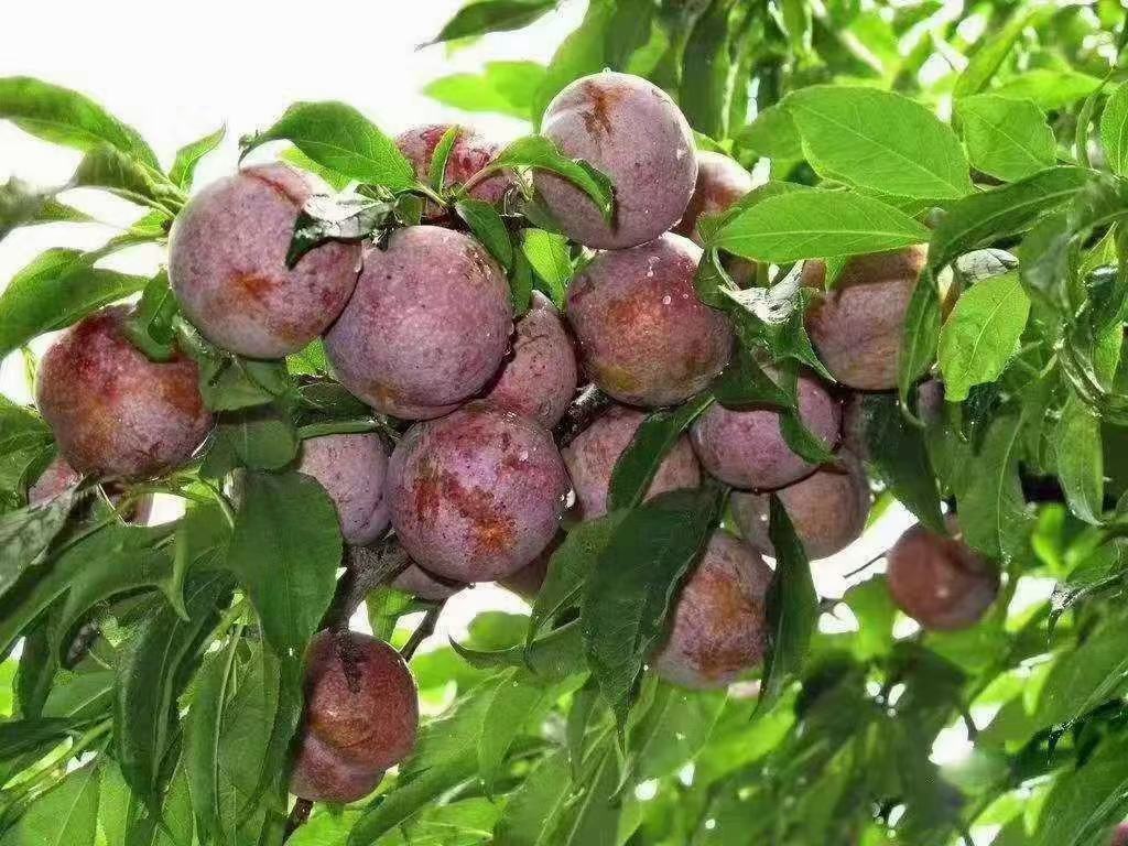 三华李子果园实景图