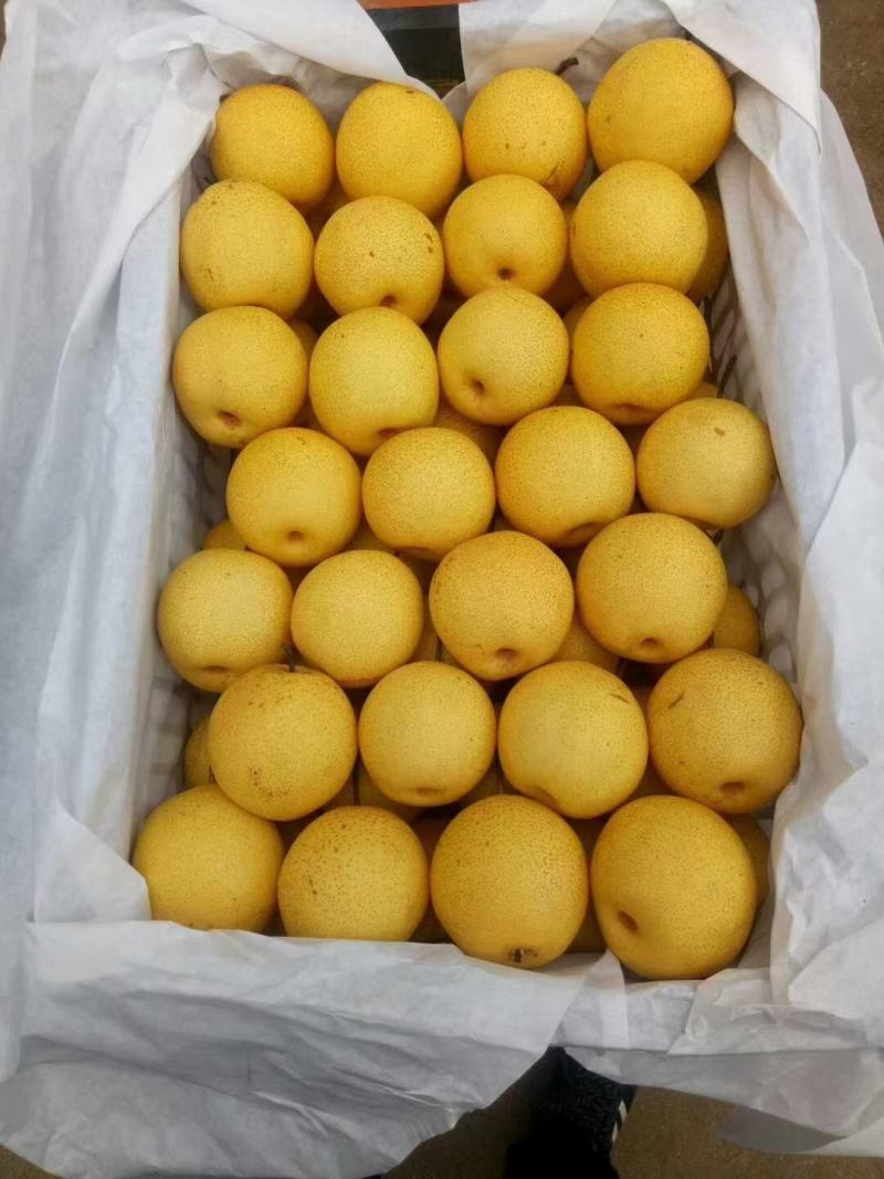 绥中冷库白梨可以出库，价格不高，口感好，