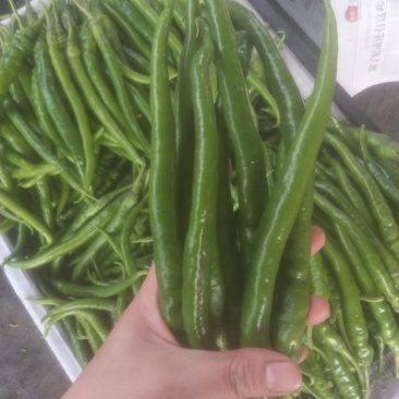 八号线椒~广东反季节蔬菜