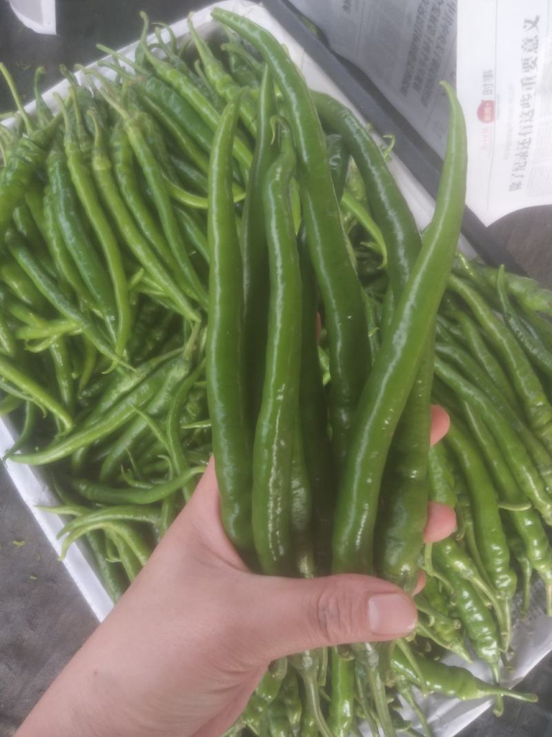 八号线椒~广东反季节蔬菜