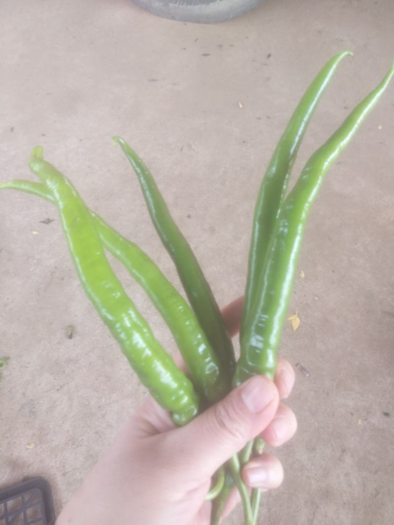 八号线椒~广东反季节蔬菜