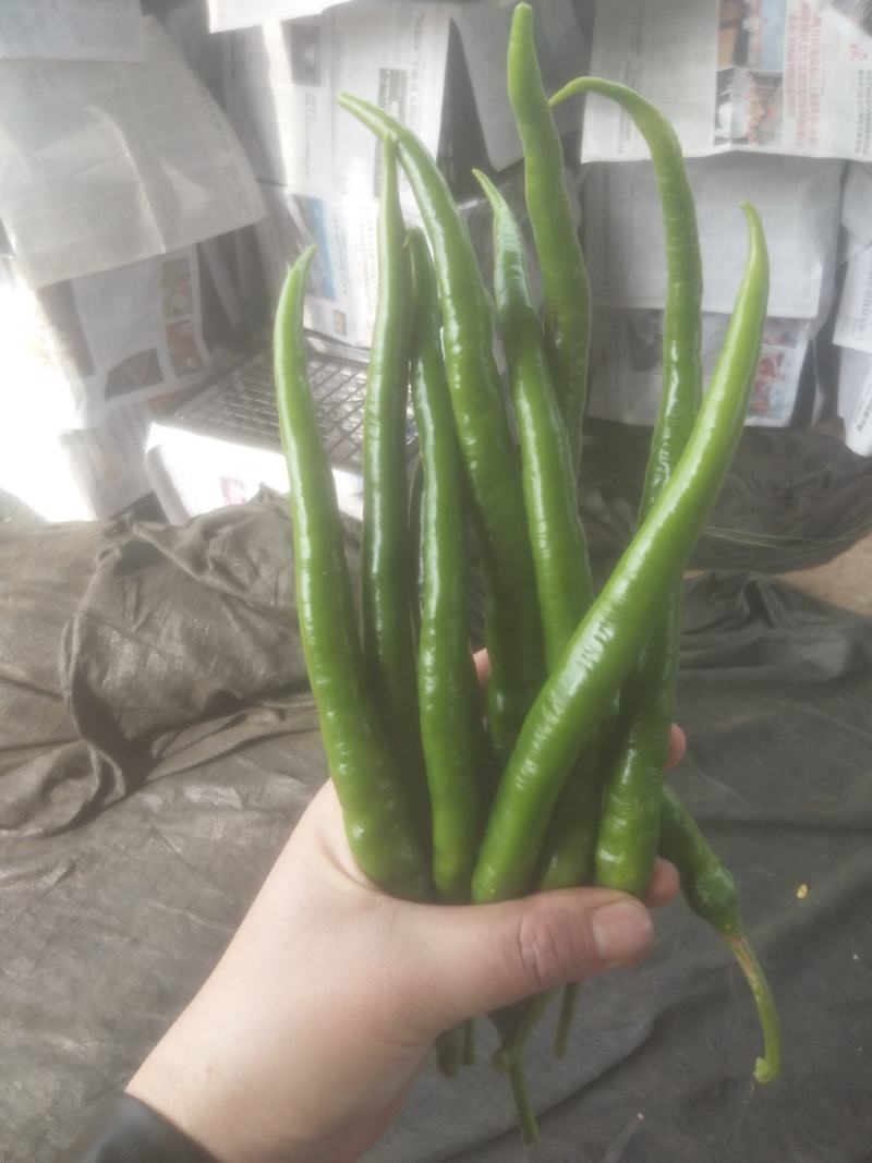 八号线椒~广东反季节蔬菜