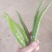二荆条辣椒~广东反季节蔬菜辣椒
