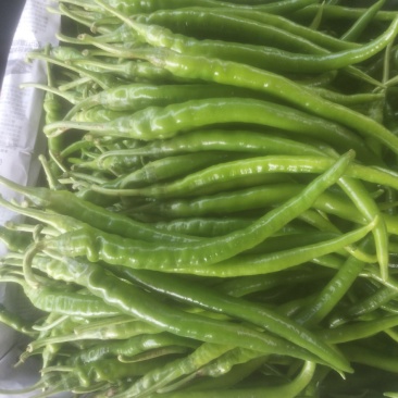 二荆条辣椒~广东反季节蔬菜辣椒