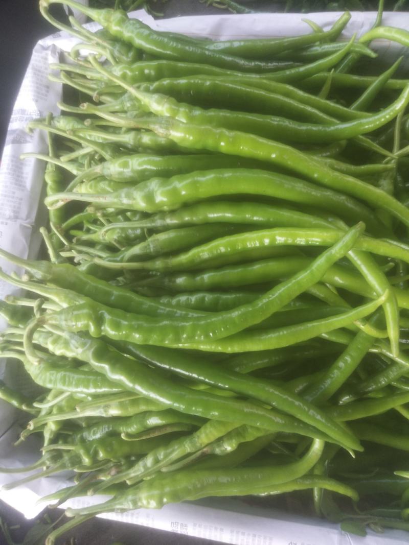 二荆条辣椒~广东反季节蔬菜辣椒