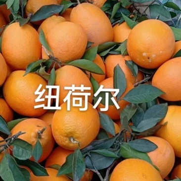 纽荷尔脐橙产地直销现采现摘汁多纯甜现货供店欢迎选购