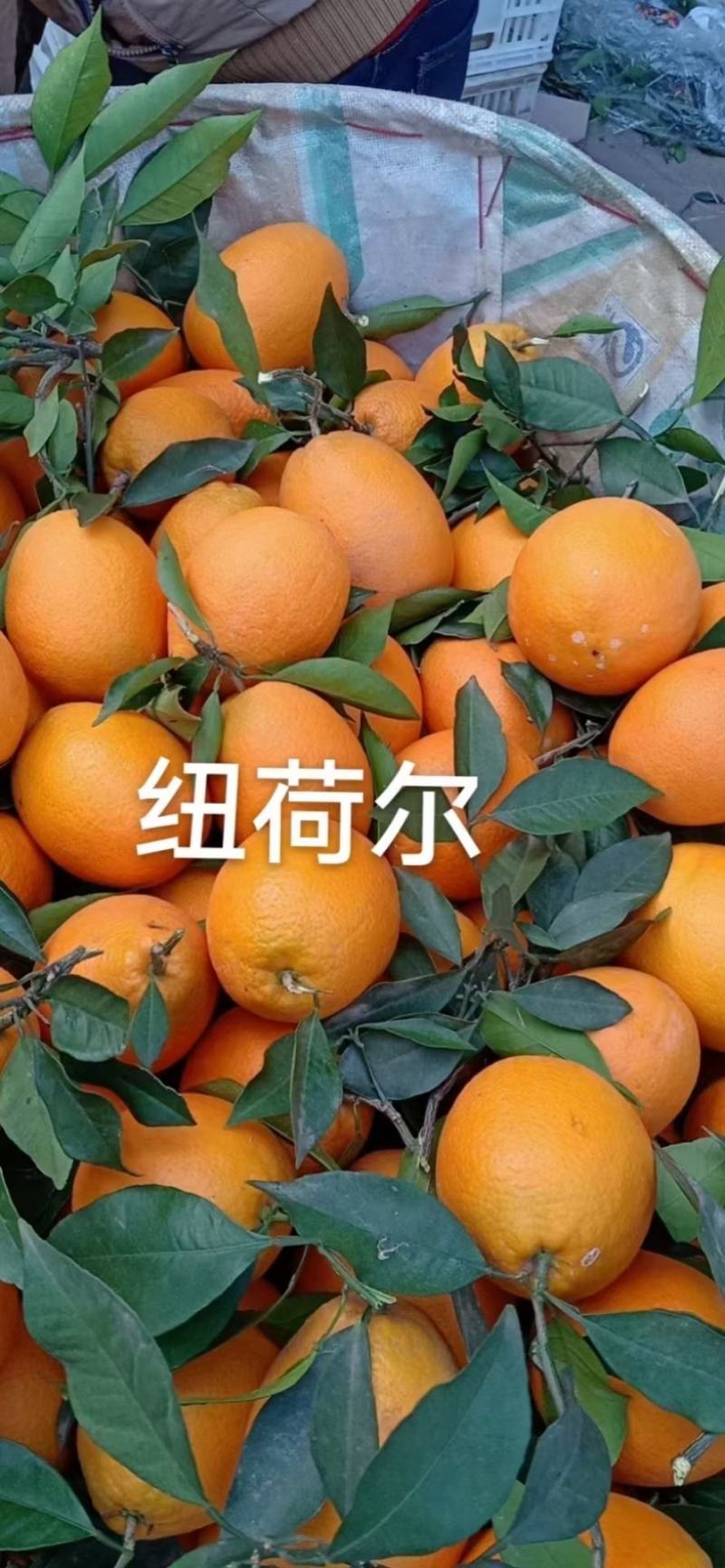纽荷尔脐橙产地直销现采现摘汁多纯甜现货供店欢迎选购