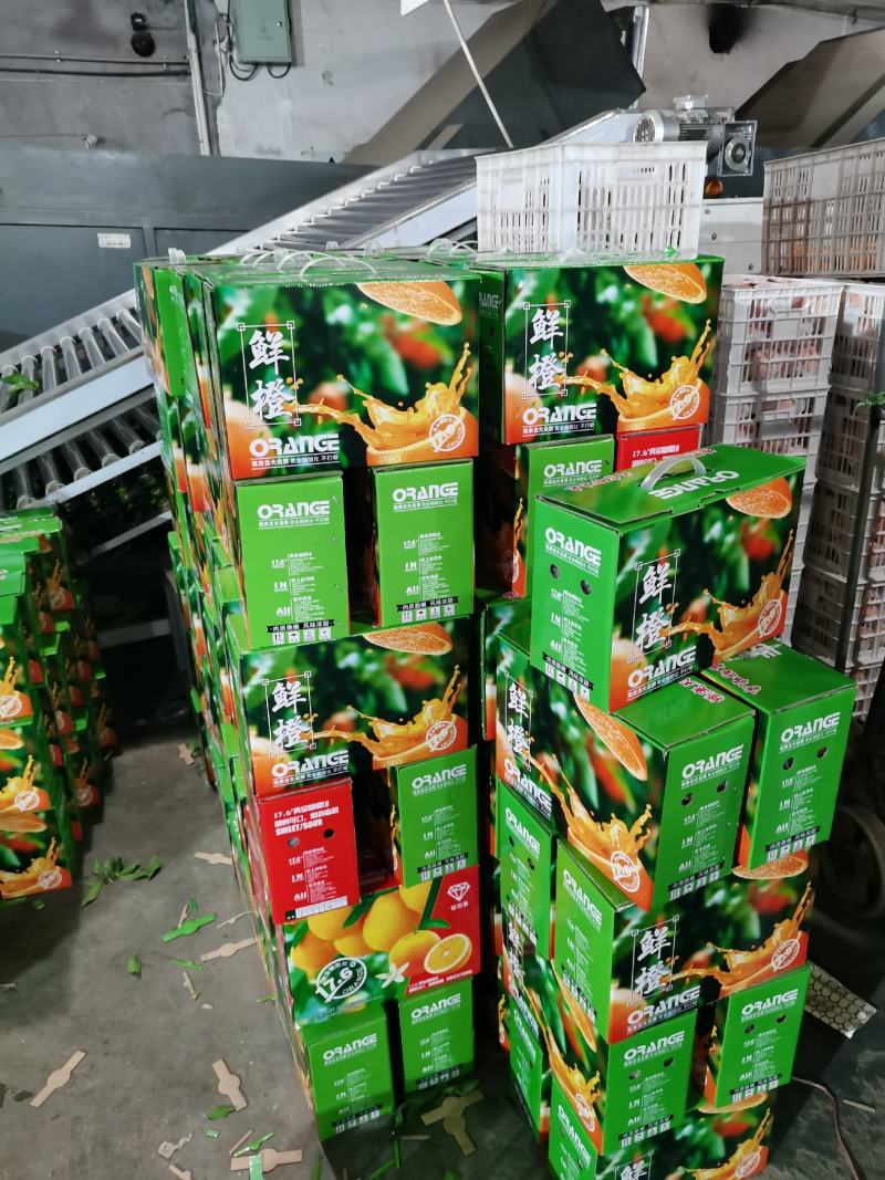 纽荷尔脐橙产地直销现采现摘汁多纯甜现货供店欢迎选购