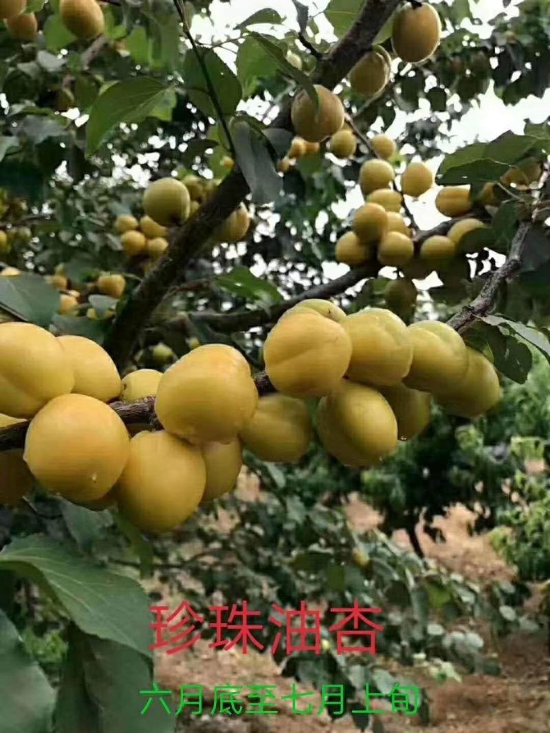 珍珠油杏苗产量特丰产口感甜香核香甜丰产稳产现挖现卖