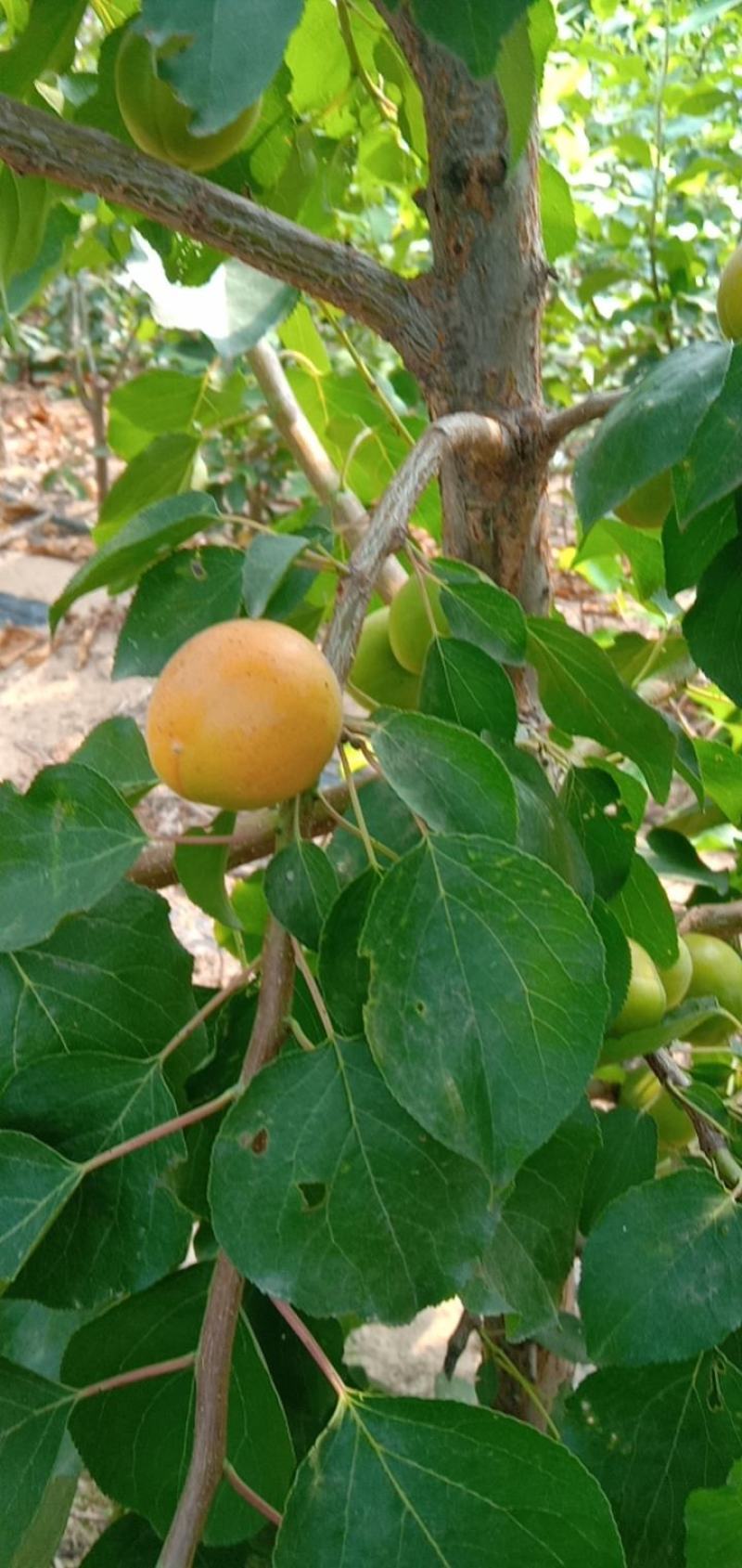 珍珠油杏苗产量特丰产口感甜香核香甜丰产稳产现挖现卖