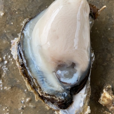 生蚝批发全壳鲜活生蚝半壳生蚝烧烤牡蛎海蛎子生蚝肉