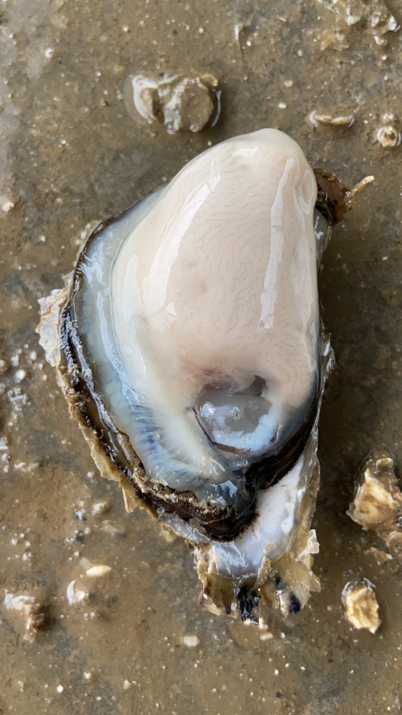 生蚝批发全壳鲜活生蚝半壳生蚝烧烤牡蛎海蛎子生蚝肉