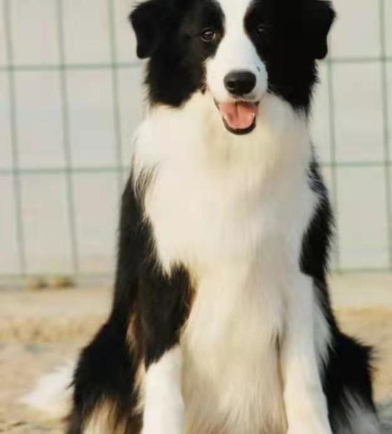 边牧犬宠物狗活泼可爱疫苗已做齐