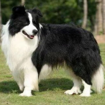 边牧犬宠物狗活泼可爱疫苗已做齐