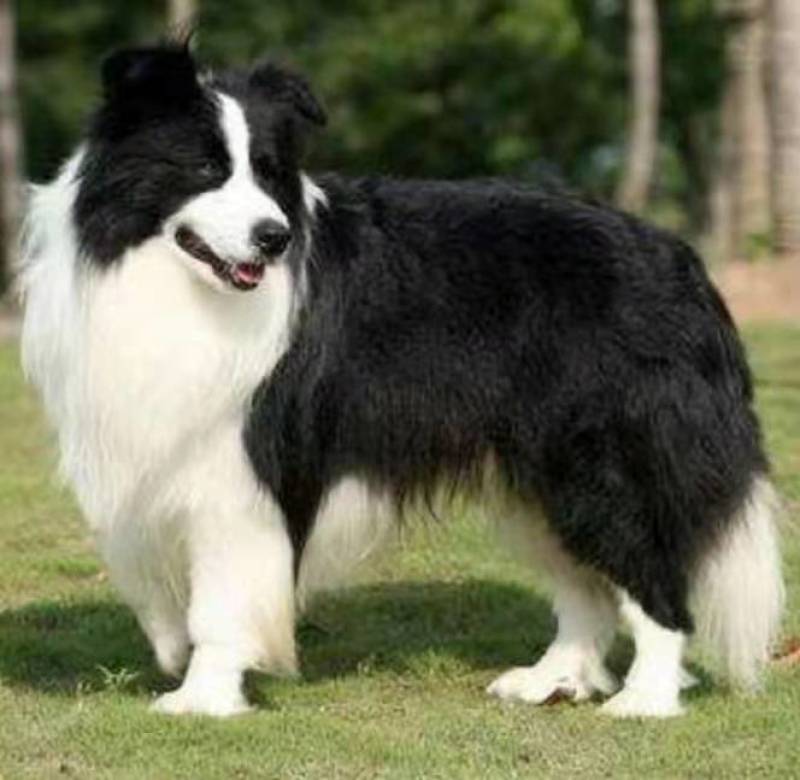 边牧犬宠物狗活泼可爱疫苗已做齐