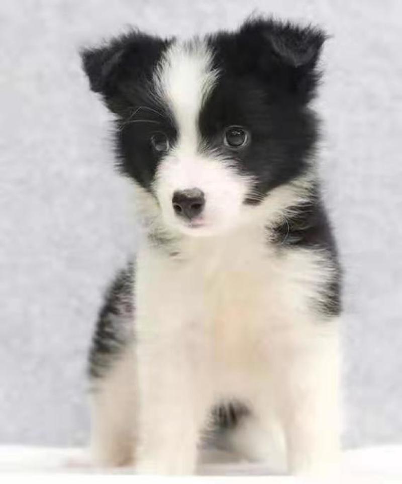 边牧犬宠物狗活泼可爱疫苗已做齐
