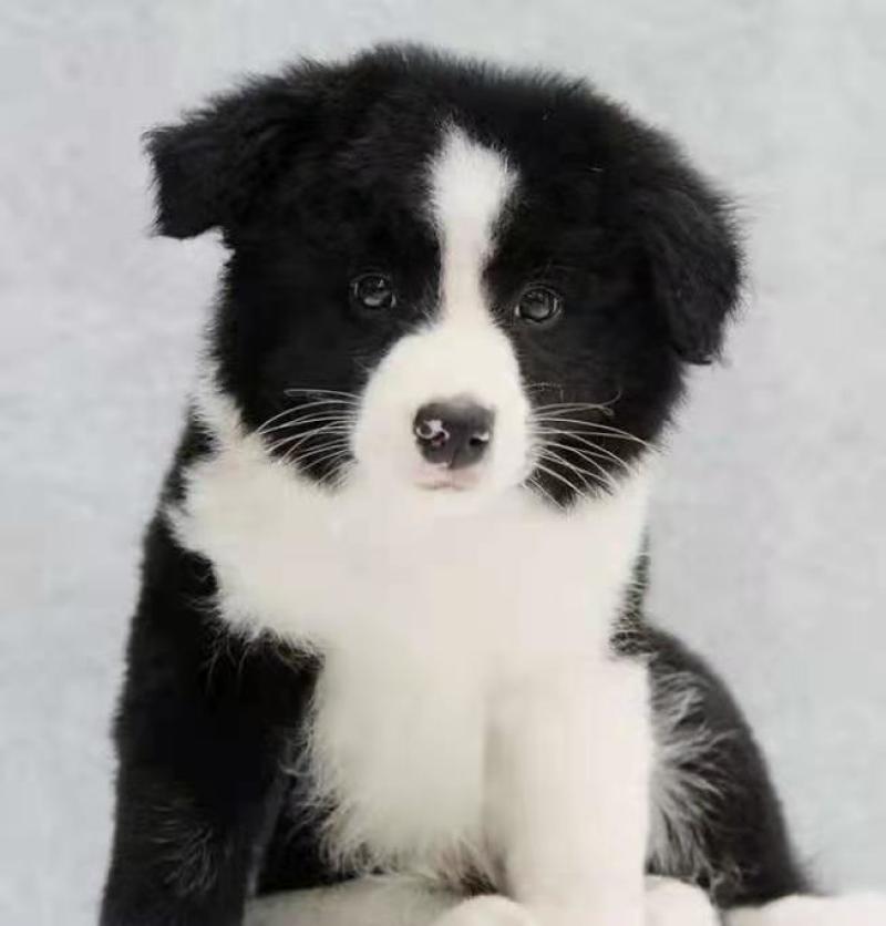 边牧犬宠物狗活泼可爱疫苗已做齐