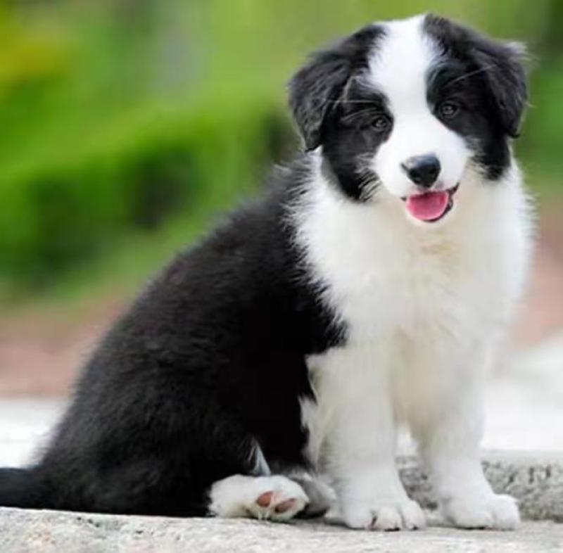 边牧犬宠物狗活泼可爱疫苗已做齐