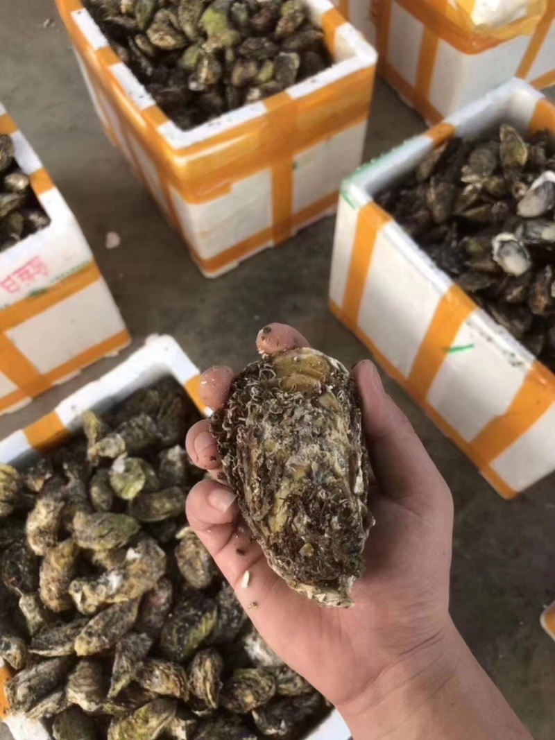 生蚝批发全壳鲜活生蚝半壳生蚝烧烤牡蛎海蛎子生蚝肉