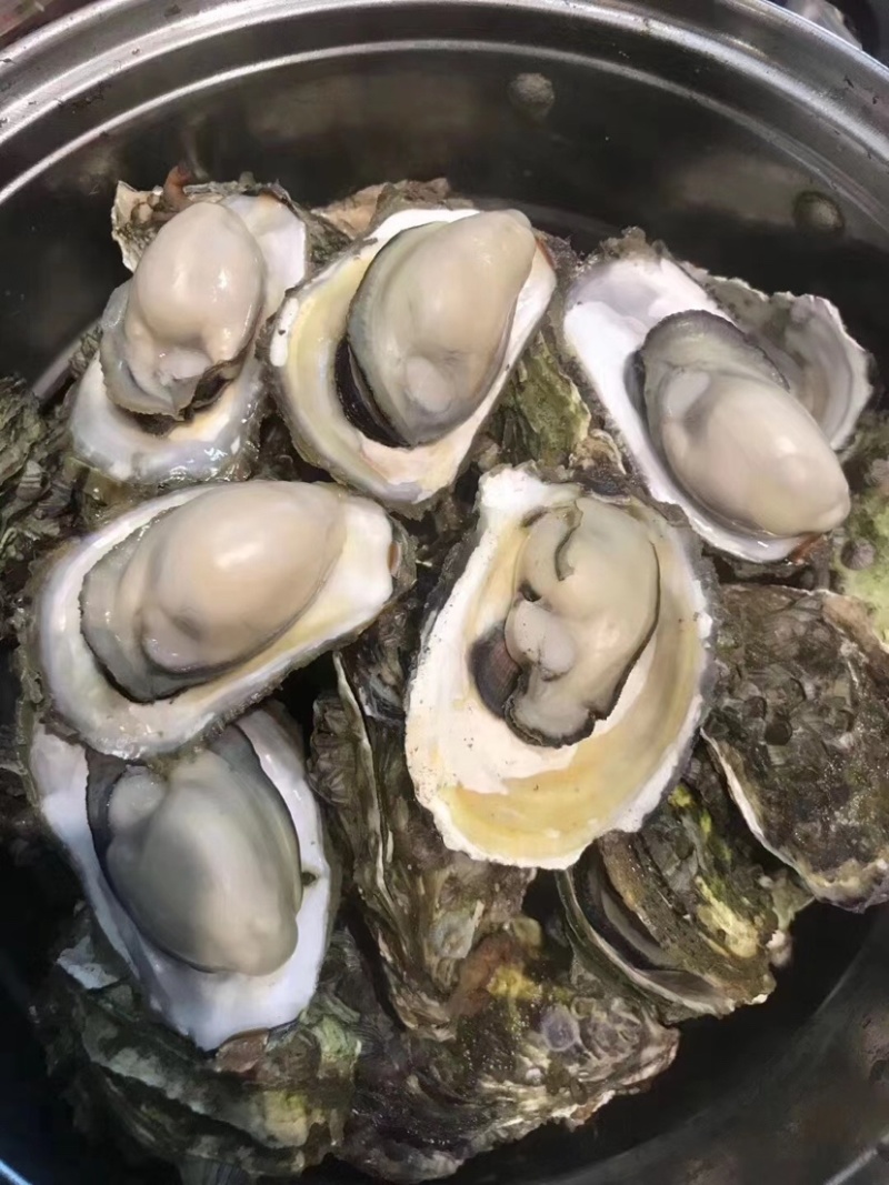 生蚝批发全壳鲜活生蚝半壳生蚝烧烤牡蛎海蛎子生蚝肉